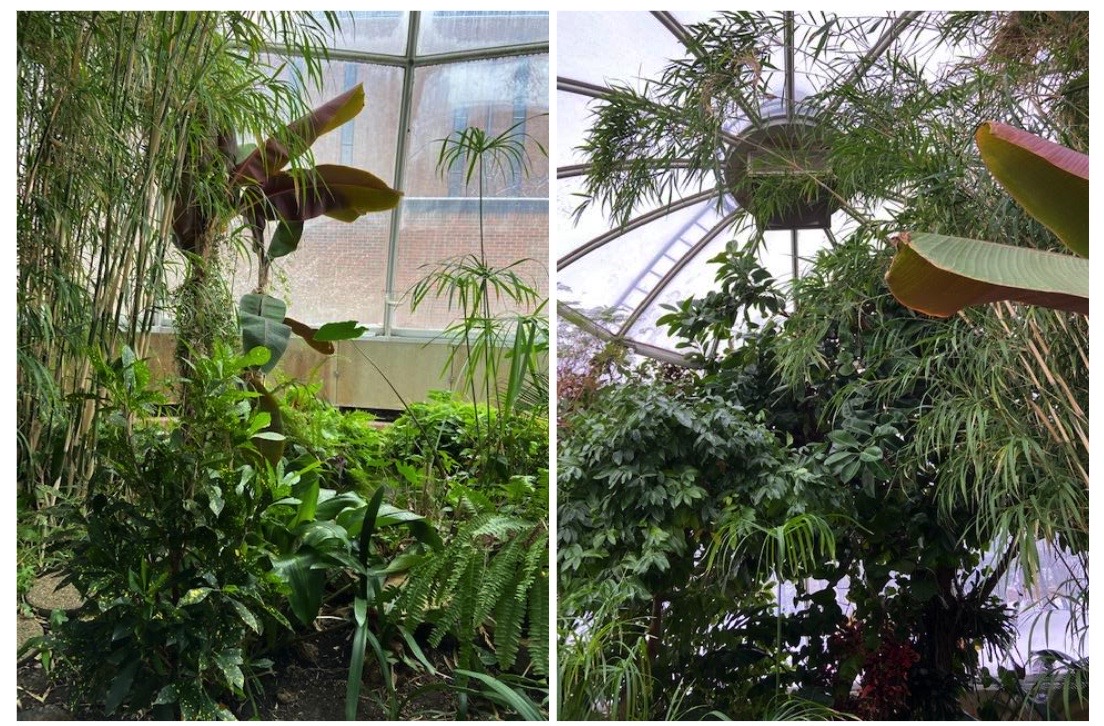 conservatory plants
