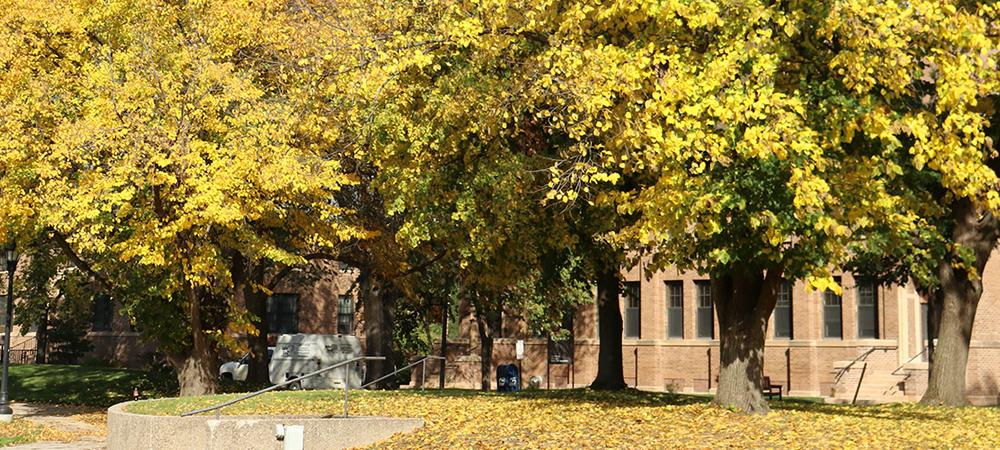 Basswood trees turning yellow in the autumn, in front of Behmler Hall.