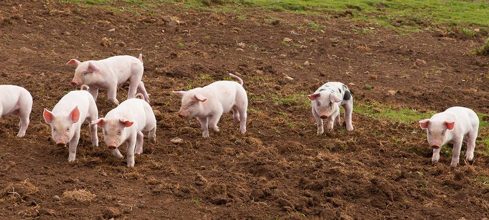 Eight adorable piglets run toward the camera