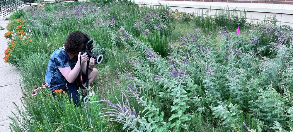 A person crouched in a flower garden, taking a picture of a bug on a flower