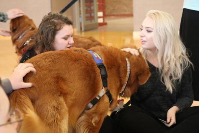Students petting two comfort dogs