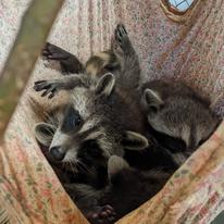 Three baby raccoons in a hammock