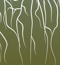 Drawing of plant roots