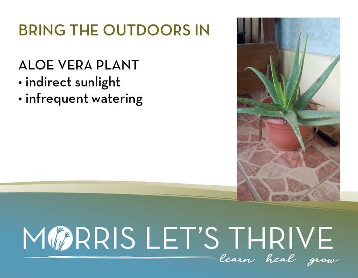 Bring the Outdoors In: Aloe Vera Plant