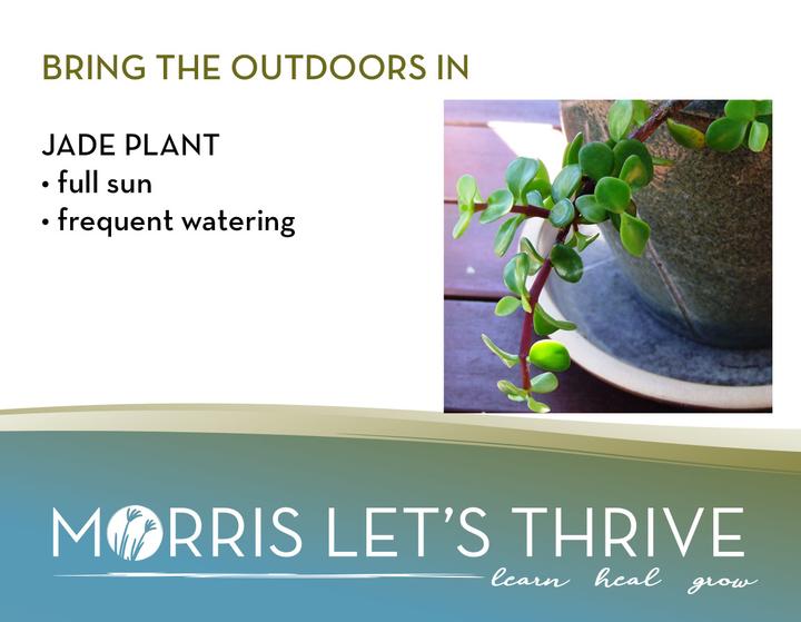 Bring the outdoors in: Jade Plant