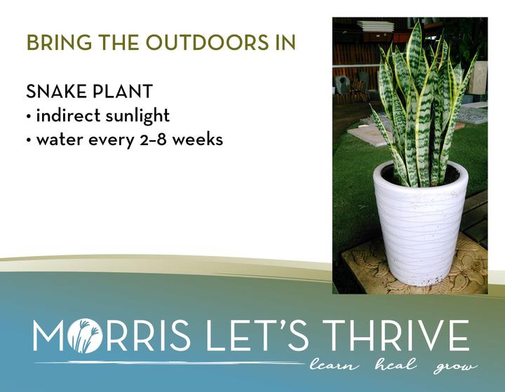 Bring the outdoors in: Snake Plant