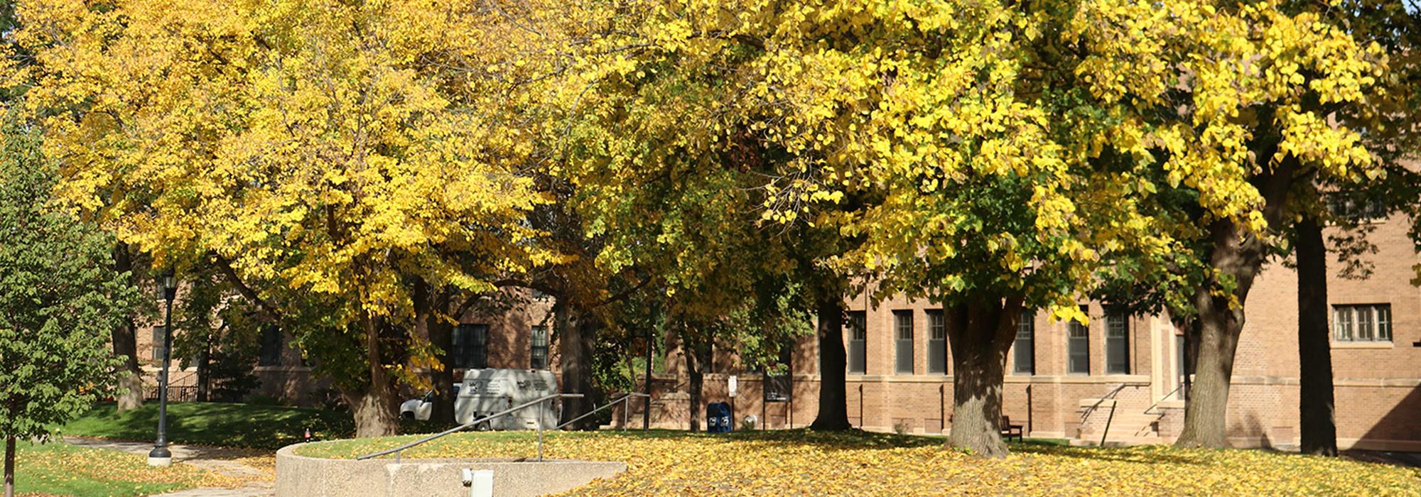Basswood trees turning yellow in the autumn, in front of Behmler Hall.